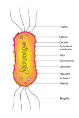 Biological illustration of Amphilophotrichous Bacteria (amphilophotrichous flagella)