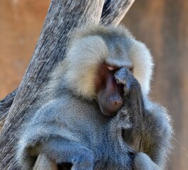 close up of a baboon deep in thought