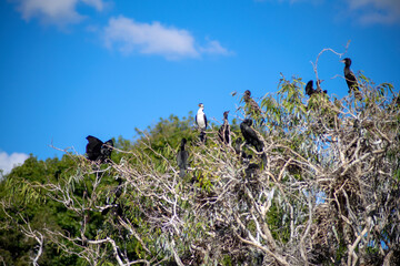 Little black shags (phalacrocorax sulcirostris) and a single pied cormorant (phalacrocorax varius)...