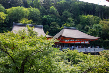 japanese garden in the morning