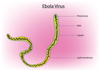 Detailed anatomy of Ebola virus