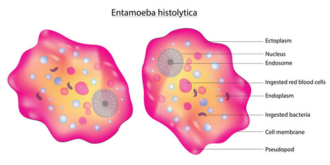 Biological illustration of Entamoeba histolytica cell