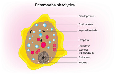 labeled cell diagram of Entamoeba histolytica