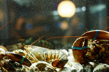 A live caught lobster and oysters sitting at the bottom of a brightly lit tank waiting to be cooked and eaten.Maine lobster Homarus Americanus.