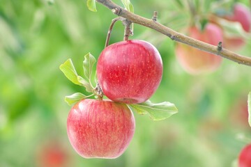晩秋の美味しいリンゴ園