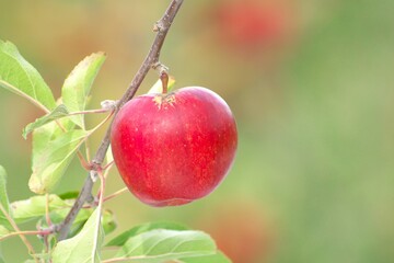 晩秋の美味しいリンゴ園