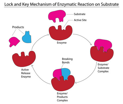 Biological illustration of enzyme substrate model 