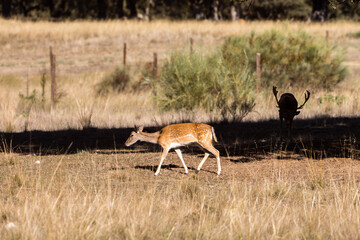 a herd of fallow deer graze on the mount of El Pardo, Madrid