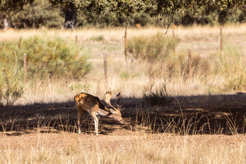 a herd of fallow deer graze on the mount of El Pardo, Madrid
