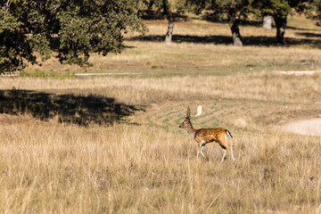 a herd of fallow deer graze on the mount of El Pardo, Madrid