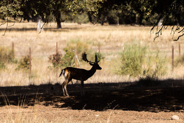 a herd of fallow deer graze on the mount of El Pardo, Madrid