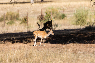 a herd of fallow deer graze on the mount of El Pardo, Madrid