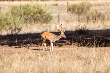 a herd of fallow deer graze on the mount of El Pardo, Madrid