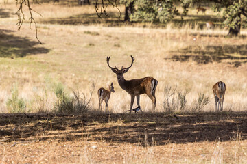 a herd of fallow deer graze on the mount of El Pardo, Madrid