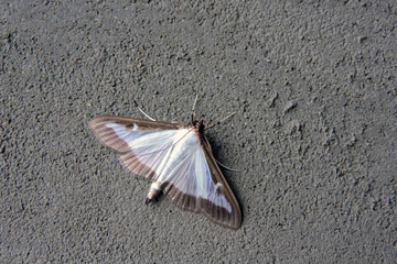 A close-up of an iridescent white and brown box tree moth