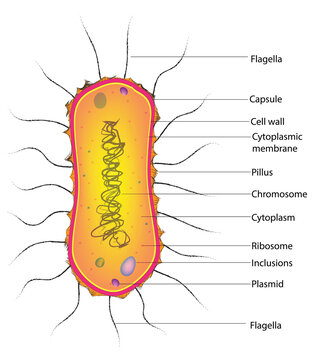 Biological illustration of Amphilophotrichous Bacteria with lot of flagellum 