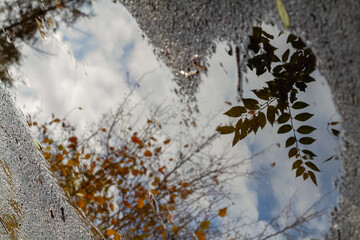 Autumn foliage and the sky is reflected in a puddle on the asphalt