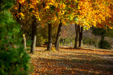 Fototapeta na wymiar Beautiful maple trees in the autumnal park