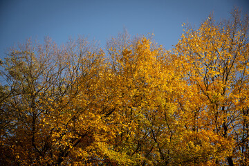 Autumn leaves on blue sky background. Place for text
