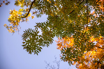 Autumn leaves on blue sky background. Place for text