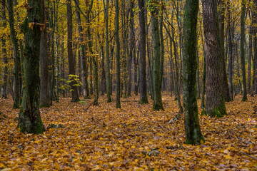Obraz premium Autumn forest with the yellow trees