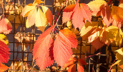 Autumn background of red and orange leaves on the fence