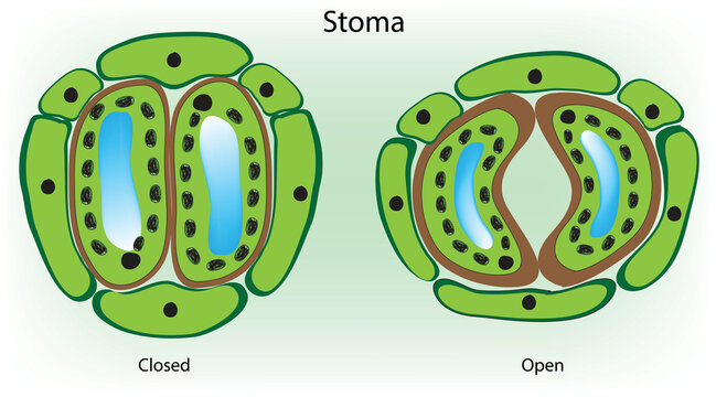 stomata in leaf