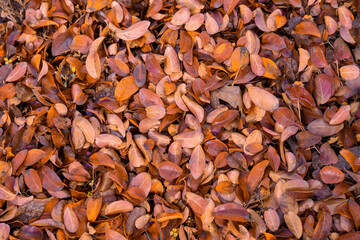 Beautiful colorful and dried leaves on ground. Autumn pattern concept