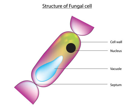 Biological structure of fungal cell (Anatomy of fungus cell)