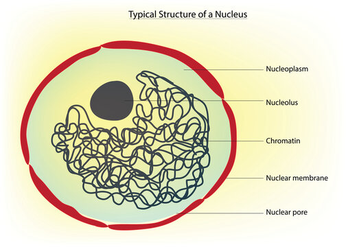 Nucleolus Images – Browse 1,389 Stock Photos, Vectors, and Video | Adobe  Stock