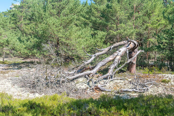 Fallen dried tree in the forest.