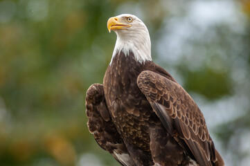 Bald Eagle perched on a branch in a zoo.