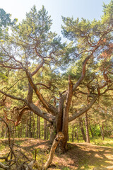 Magic pine (Magiczna sosna) in the forest on Hel peninsula.