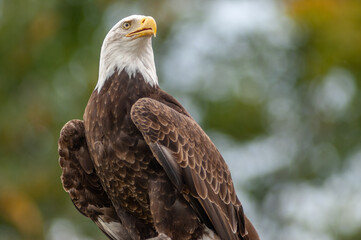 Bald Eagle perched on a branch in a zoo.