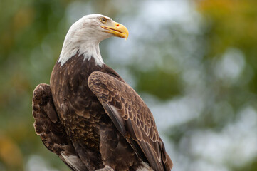Bald Eagle perched on a branch in a zoo.