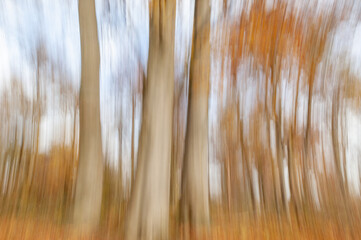Forest landscape in autumn with defocused effect.