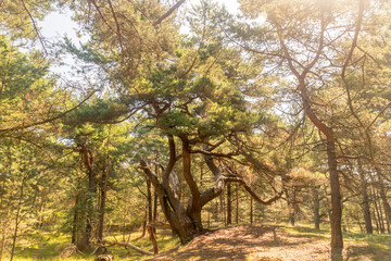 Tourist attraction Magic pine (Magiczna sosna) in the forest on Hel peninsula.