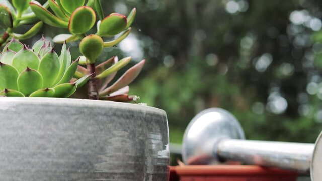 Echeveria agavoides, or lipstick echeveria, is a succulent plan. Side view with a watering can. A soft breeze passes through the trees in the distance and creates a dynamic soft bokeh. Series