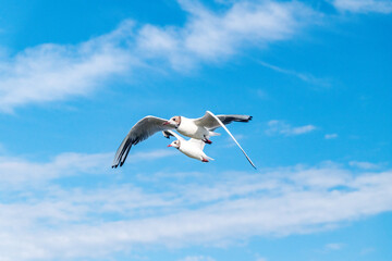 Seagull flying on blue sky in windy day.
