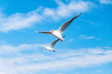 Seagull flying diagonally through vivid blue sky with clouds.