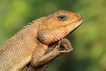 An oriental garden lizard is sunbathing. This reptile has the scientific name Calotes versicolor. 