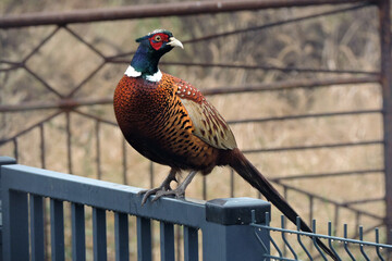 A male pheasant sitting on a metal fence