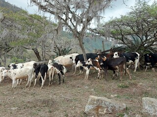 herd of cows 