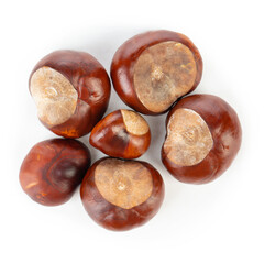 Horse chestnuts on white backgrounds.
