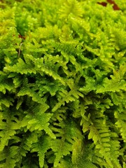 green moss background