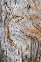 Wood grain on old weathered dead tree trunk