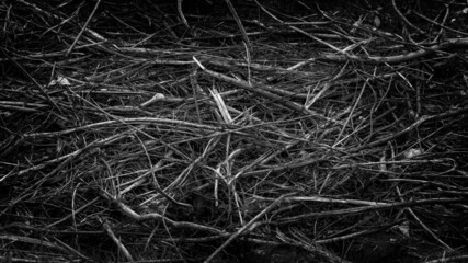 Rough tangled dry mossy branches on the ground pattern texture background. Black and white