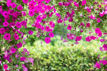 Green Tree in white ceramic pots on the wooden table. Concept at home interior gardening filled plants in Spring.Template. Auspicious trees, trees purify the air.