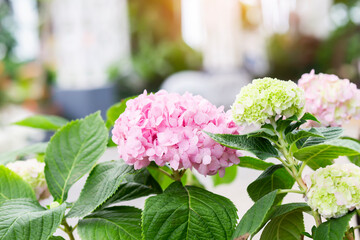 Bunch of vibrant pink blooming Hydrangea flowers. Red hydrangea flowers in a city park. Close-up of a spherical inflorescence of red hydrangea in the garden.