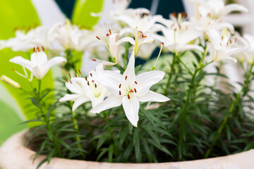 flower, nature, spring, flowers, blossom, beauty, plant, bouquet, lily, bloom, petal, flora, closeup, floral, leaf, garden, yellow, branch, wedding, summer, macro, color, pink, bud, season
